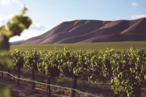 Harvest Celebration at Vineyard Haven