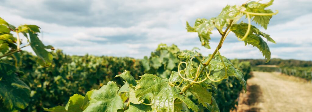 Journey’s End Vineyard