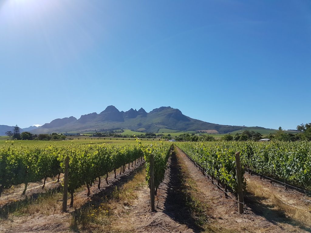 Eikendal Vineyards