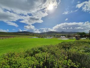 Mulderbosch Vineyards