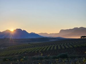 DeMorgenzon Stellenbosch