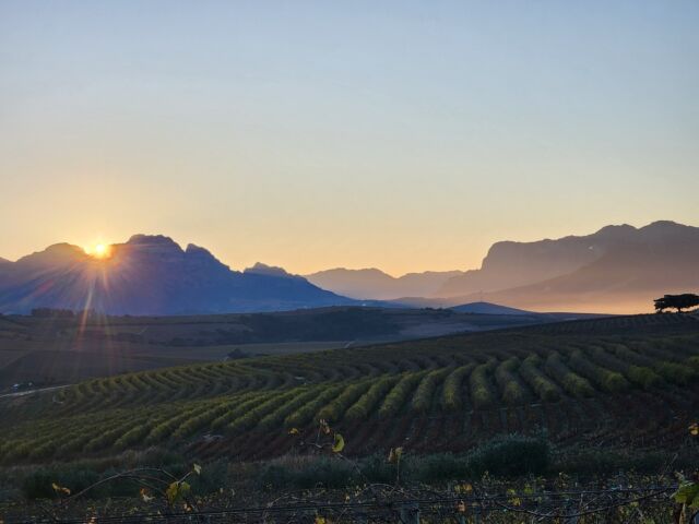 DeMorgenzon Stellenbosch