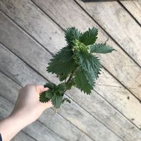 Thistle and Weed