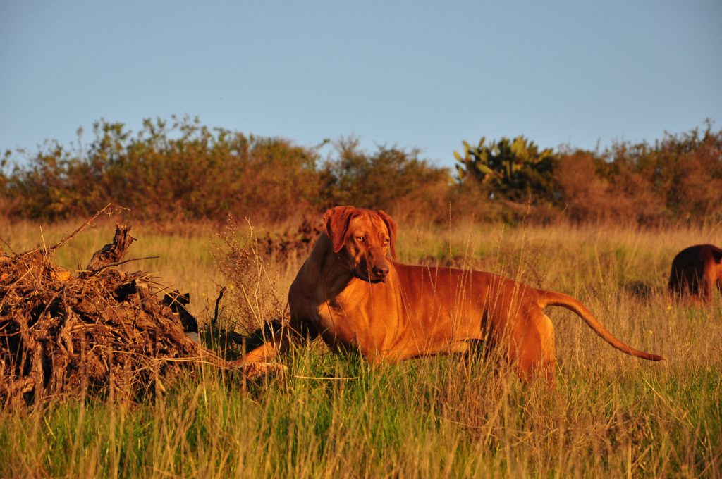 Mooiplaas Wine Estate and Private Nature Reserve