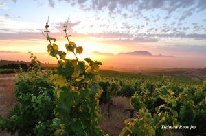 Mooiplaas Wine Estate and Private Nature Reserve