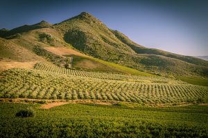 Kloovenburg Wine & Olive Estate