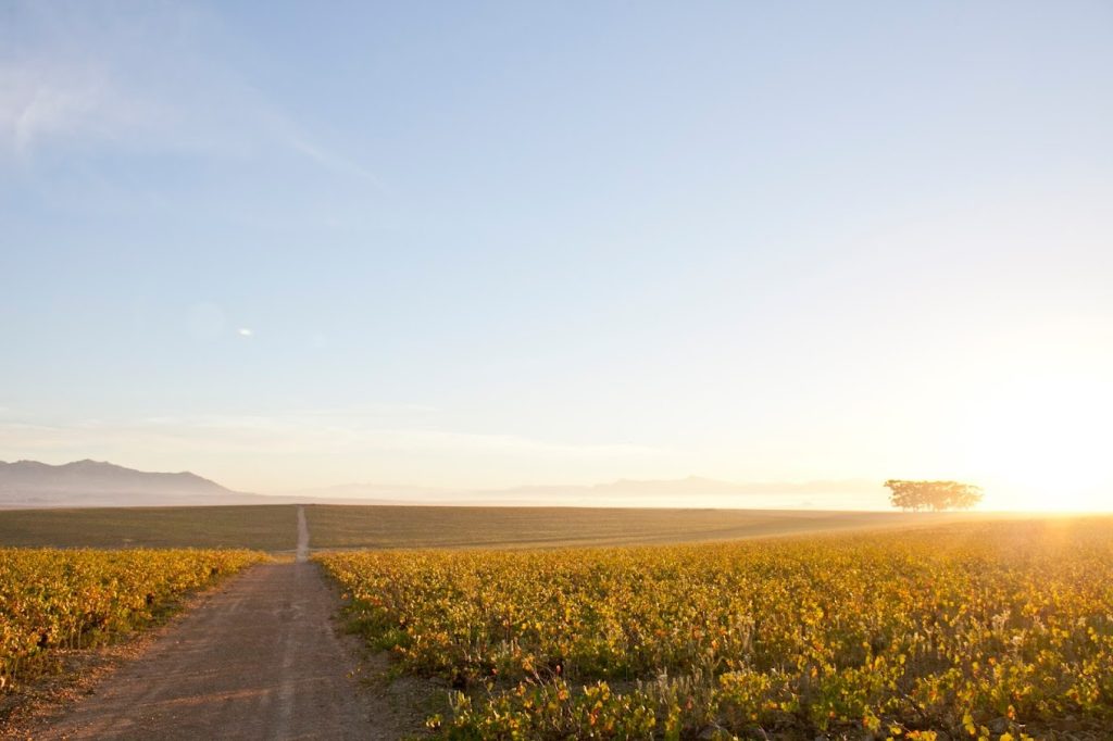 Leeuwenkuil Family Vineyards