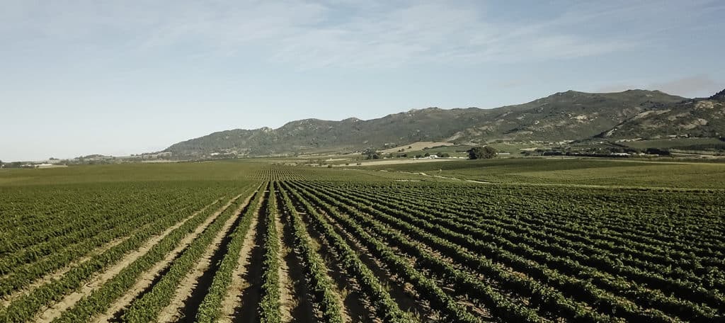 Leeuwenkuil Family Vineyards