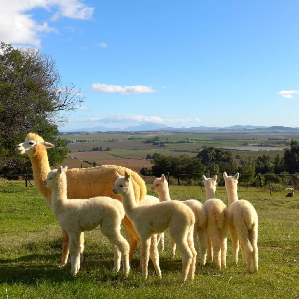 The Alpaca Loom Coffee Shop and Weaving Studio