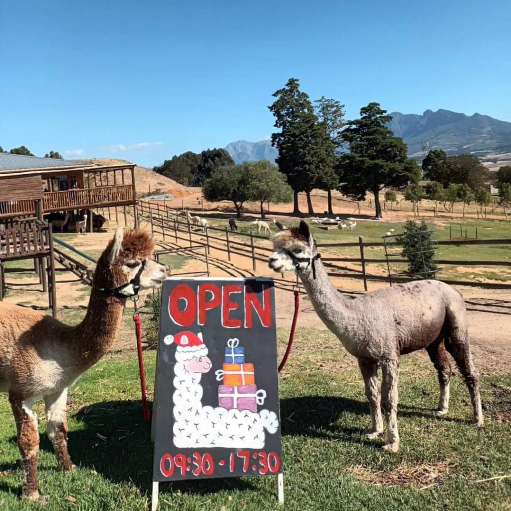 The Alpaca Loom Coffee Shop and Weaving Studio