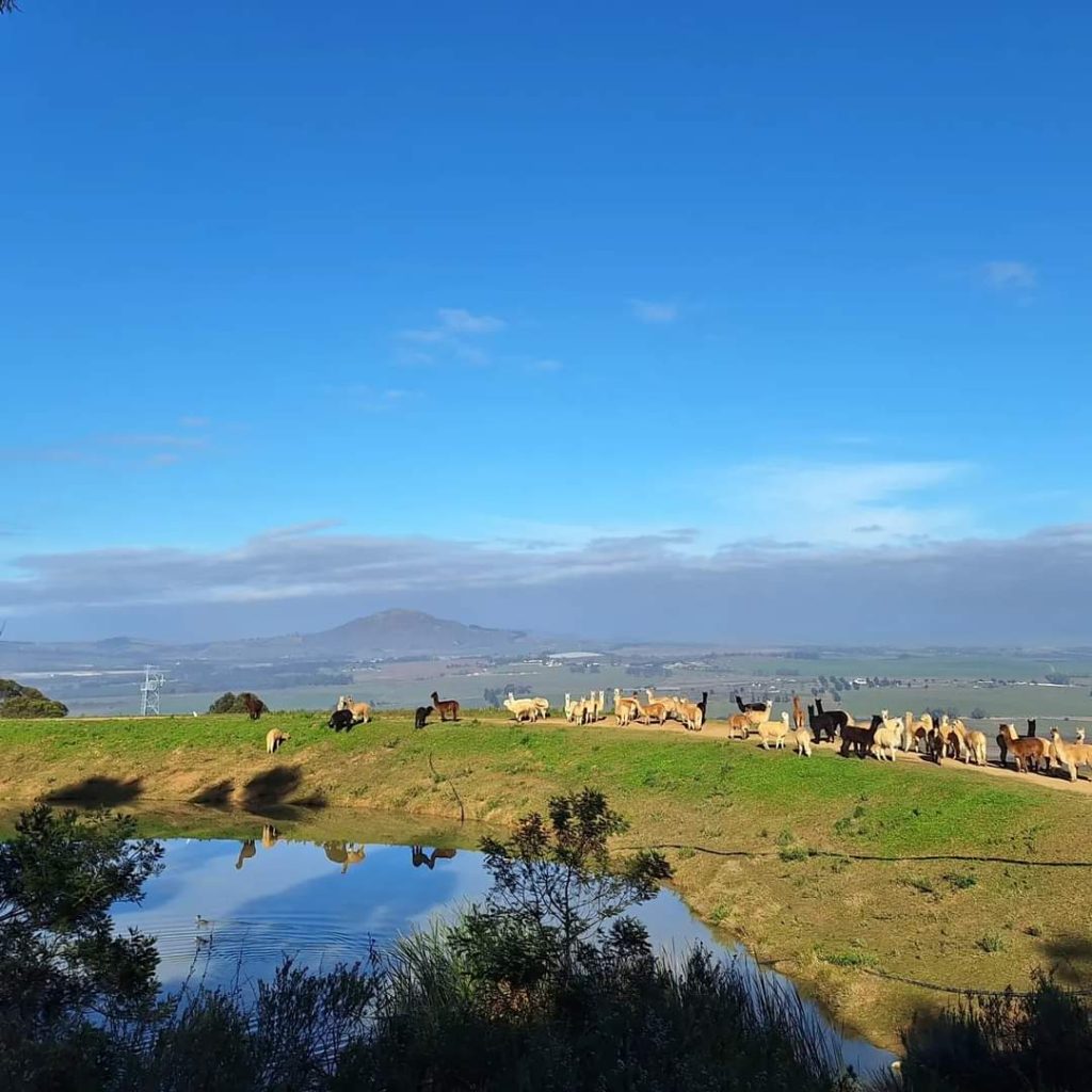 The Alpaca Loom Coffee Shop and Weaving Studio