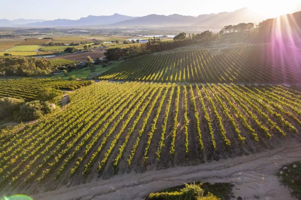 Rhebokskloof Wine Estate