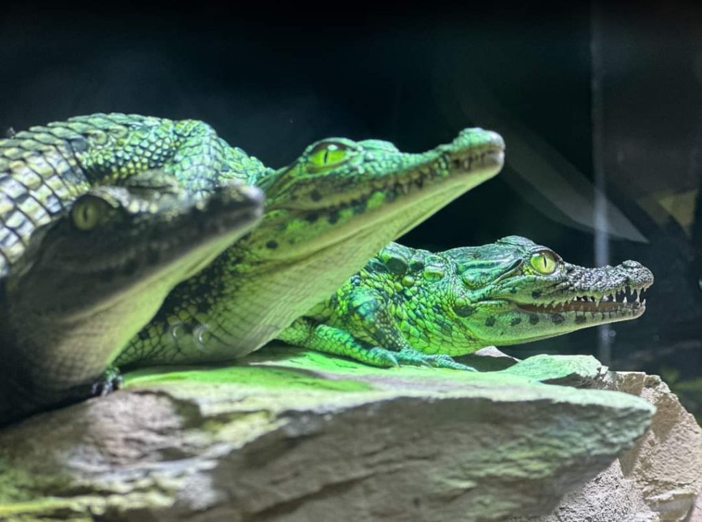 Le Bonheur Reptiles and Adventures