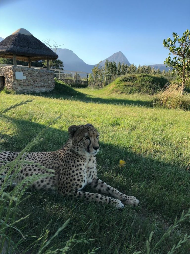 Ashia Cheetah Center