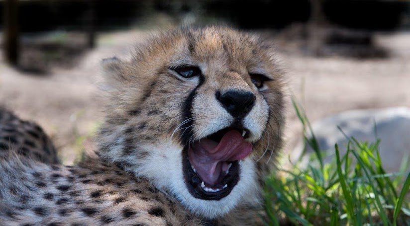 Ashia Cheetah Center