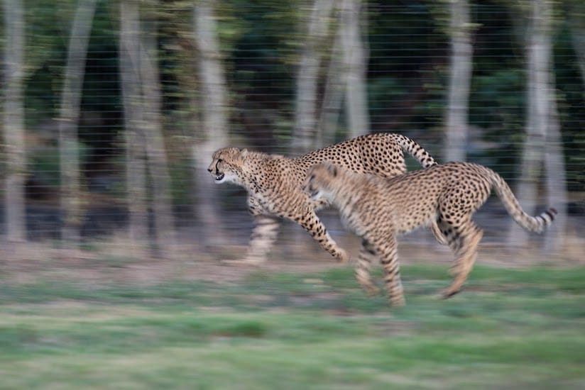 Ashia Cheetah Center