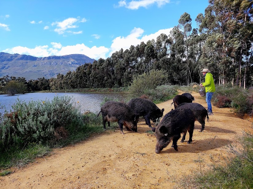 Bontebok Rige Reserve