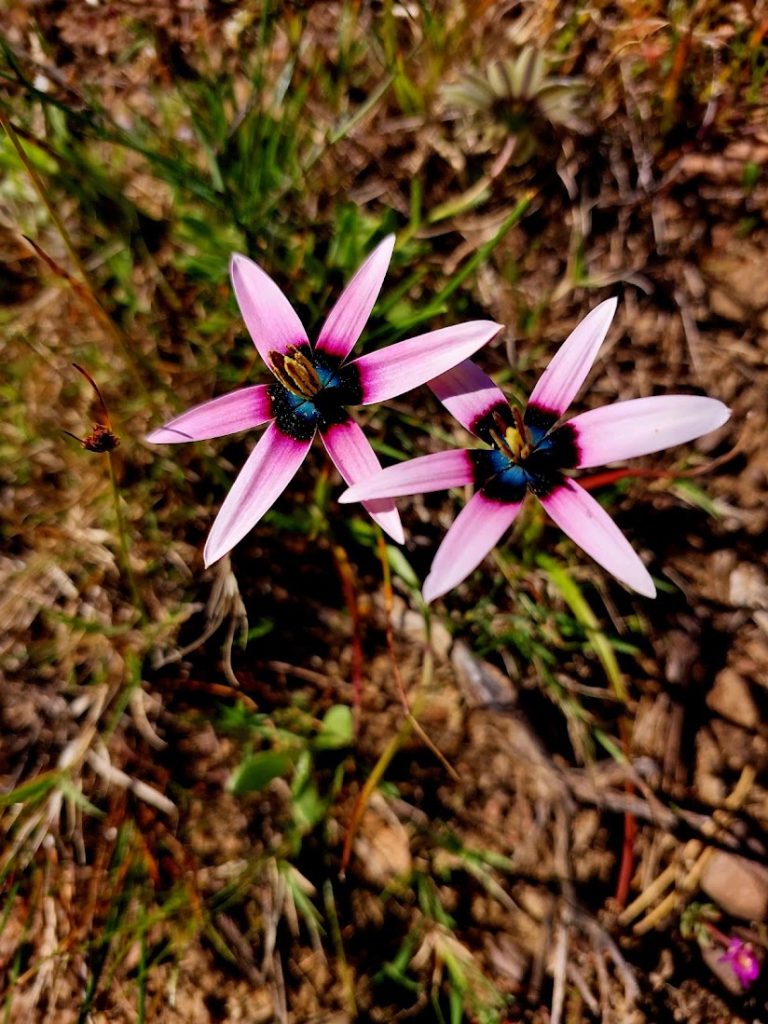 Bontebok Rige Reserve