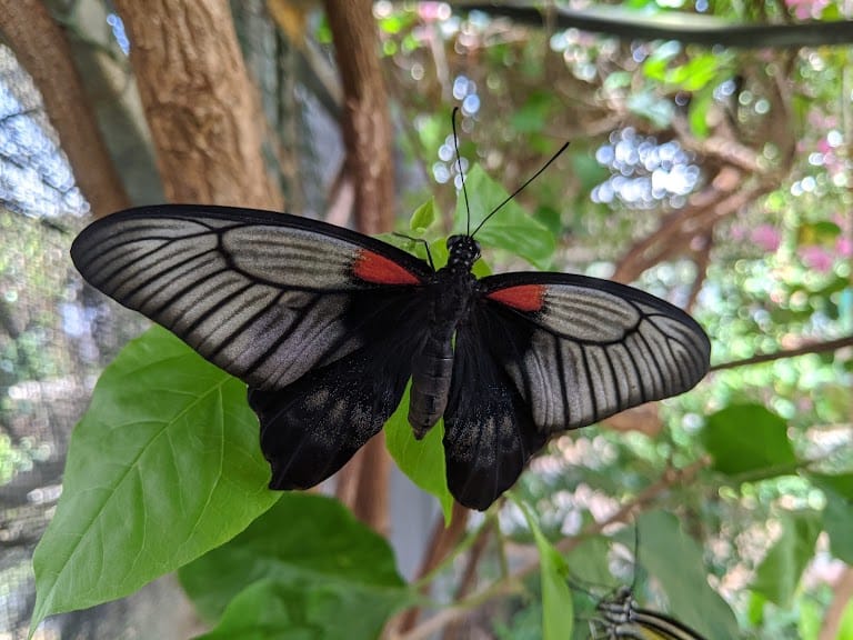 The Animal Sanctuary@ Butterfly World