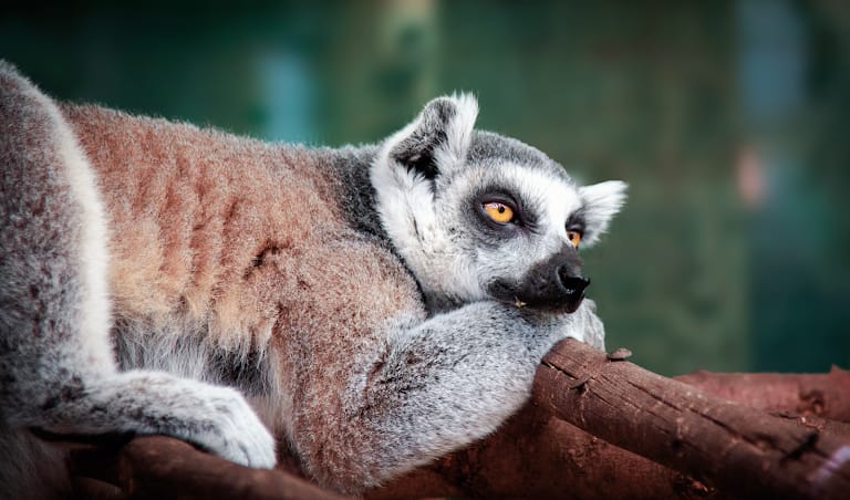 The Animal Sanctuary@ Butterfly World