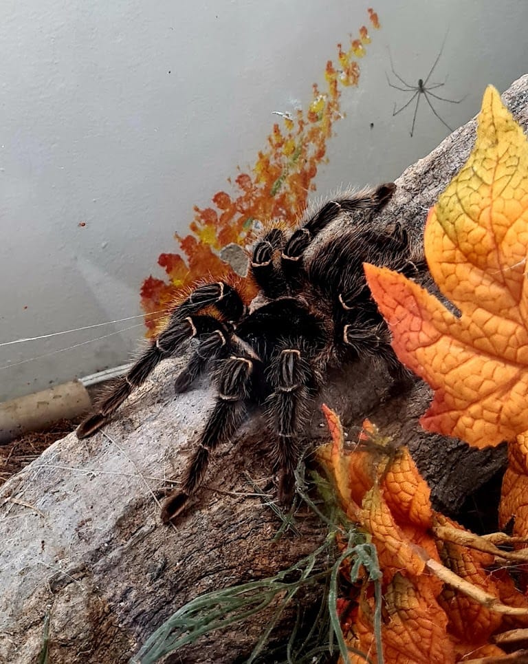 The Animal Sanctuary@ Butterfly World