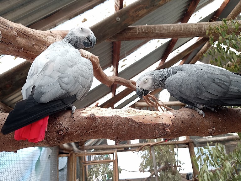 The Animal Sanctuary@ Butterfly World