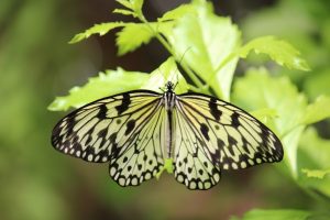 The Animal Sanctuary@ Butterfly World