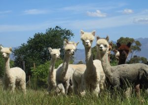 The Alpaca Loom Coffee Shop and Weaving Studio