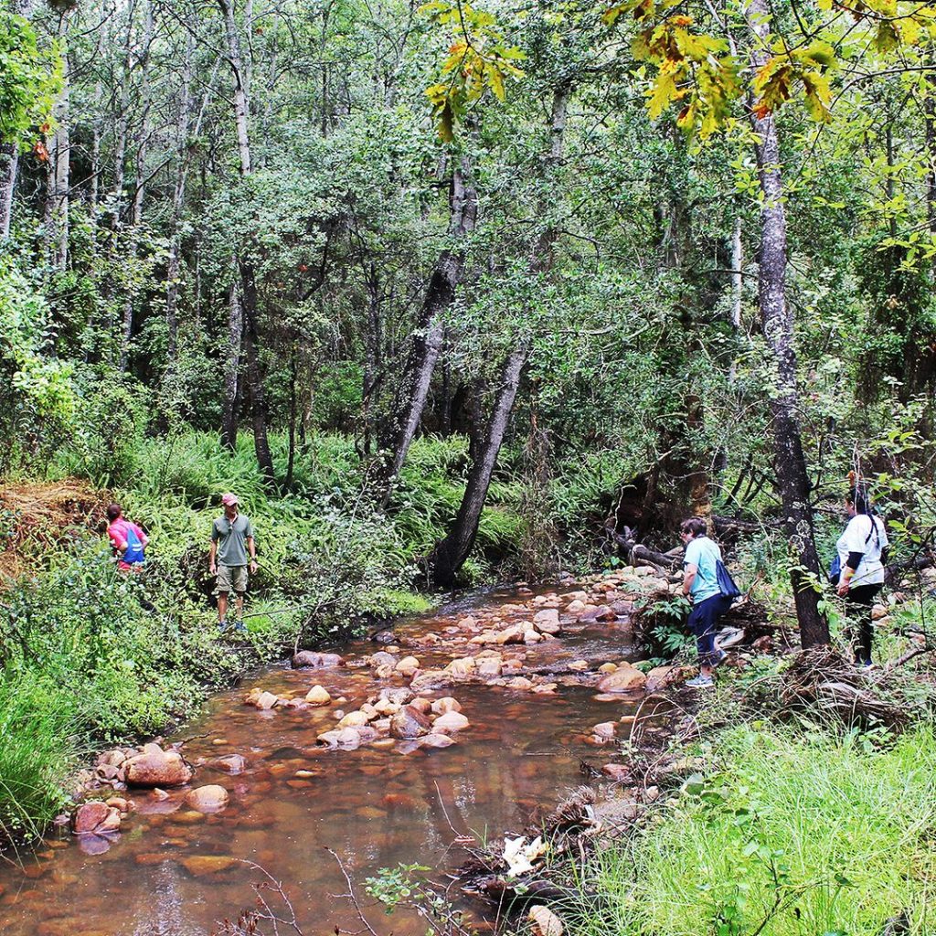 Blaauwklippen Vineyards