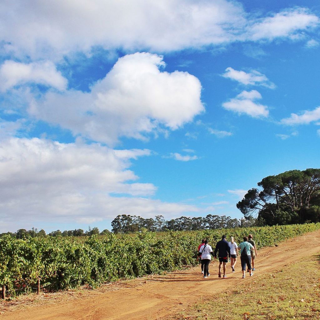Blaauwklippen Vineyards