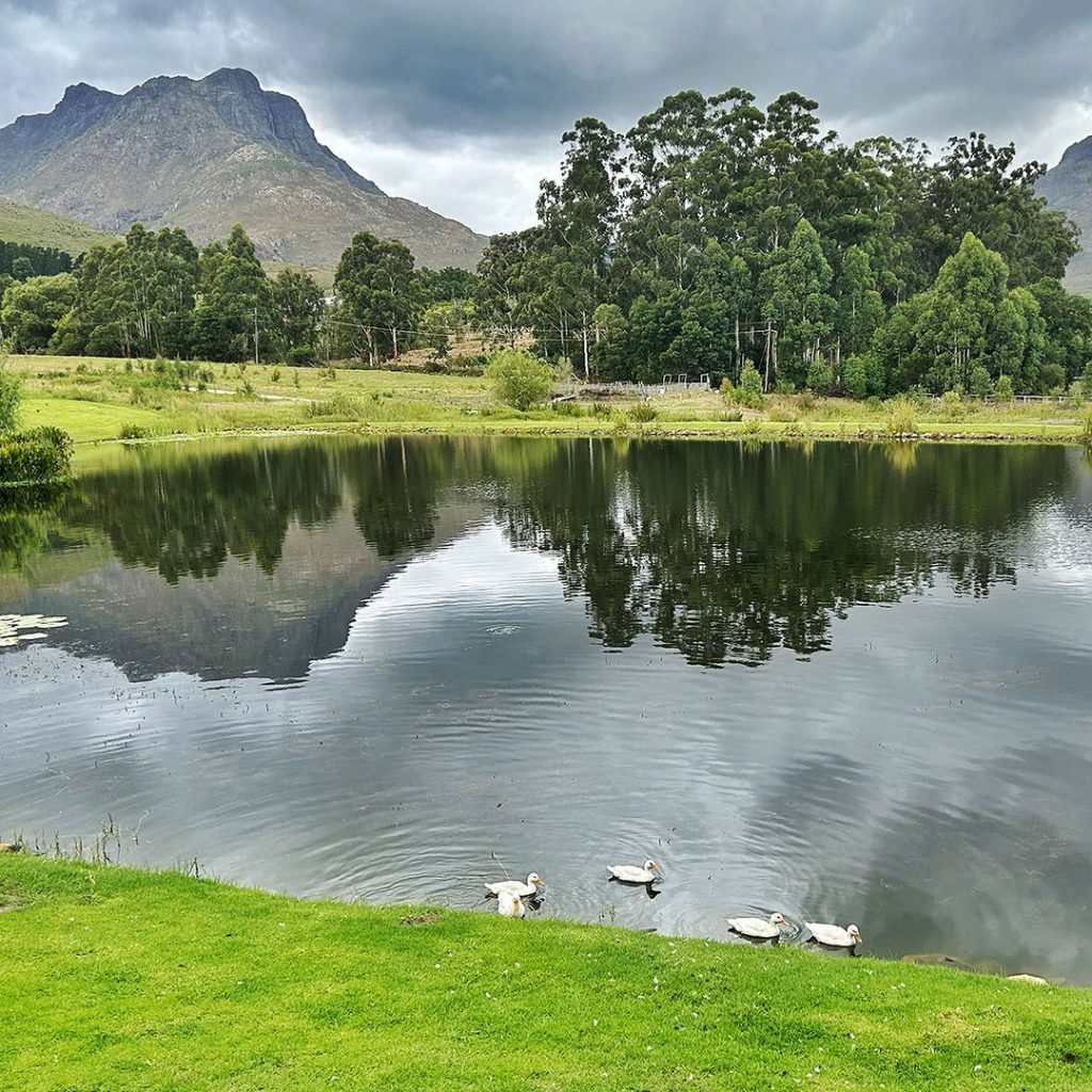 Blaauwklippen Vineyards