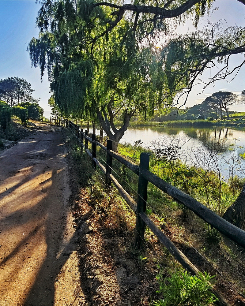 Buitenverwachting Wine Farm