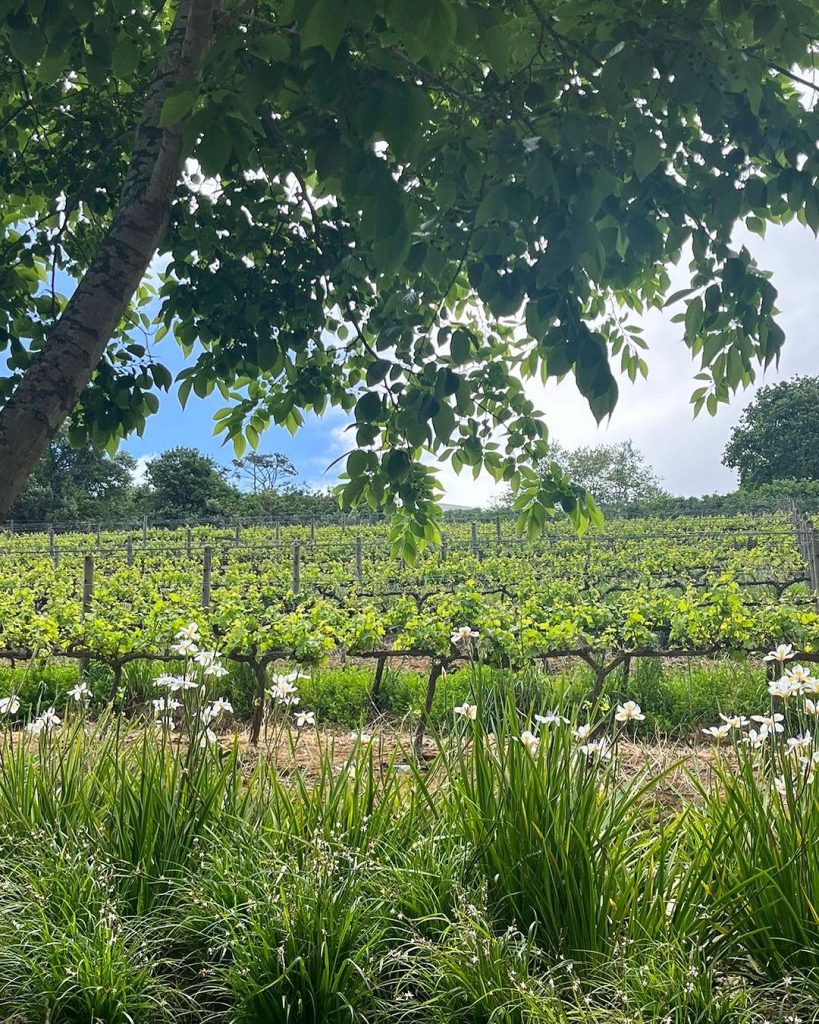 Buitenverwachting Wine Farm