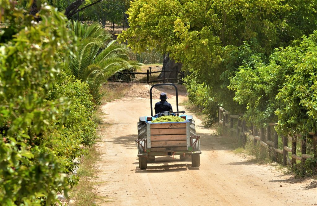 Buitenverwachting Wine Farm