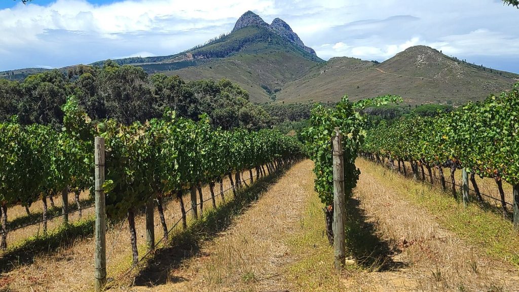 Mitre’s Edge Wine Estate