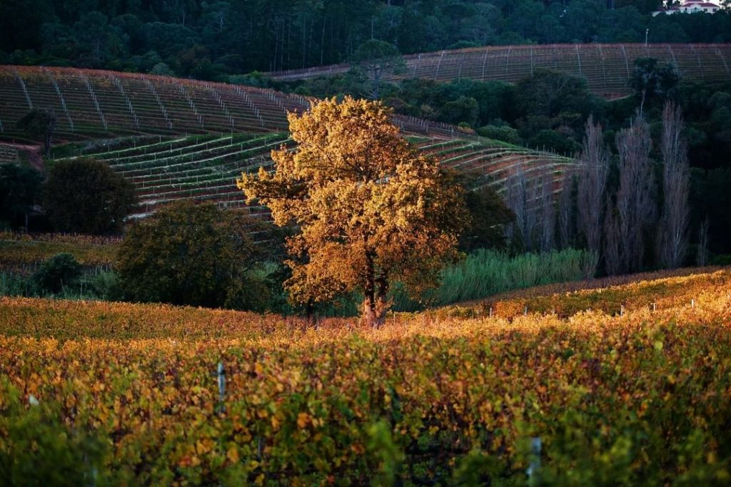 Constantia Glen