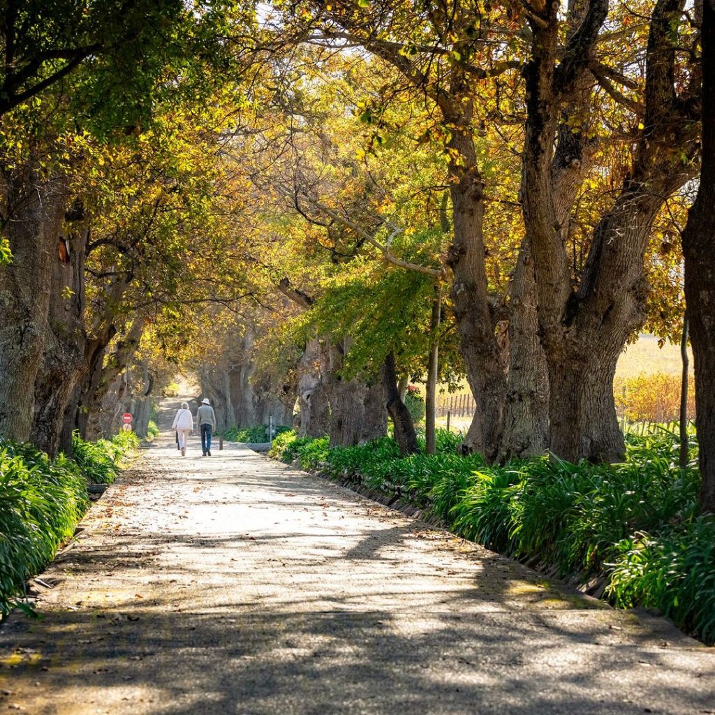 Groot Constantia Wine Farm