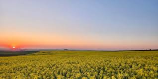 Leeuwenkuil Family Vineyards