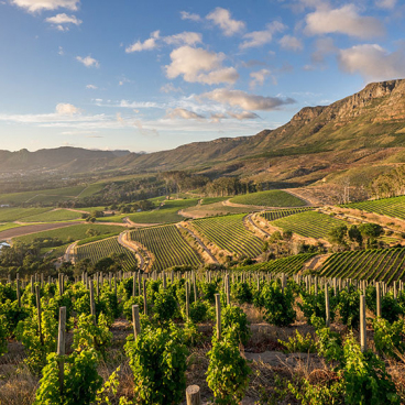 Klein Constantia Wine Estate