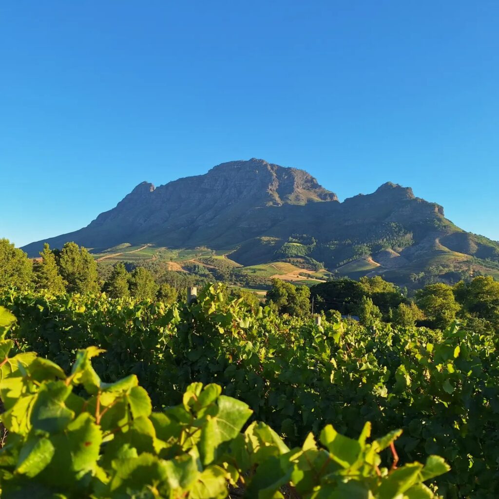 Clouds Wine