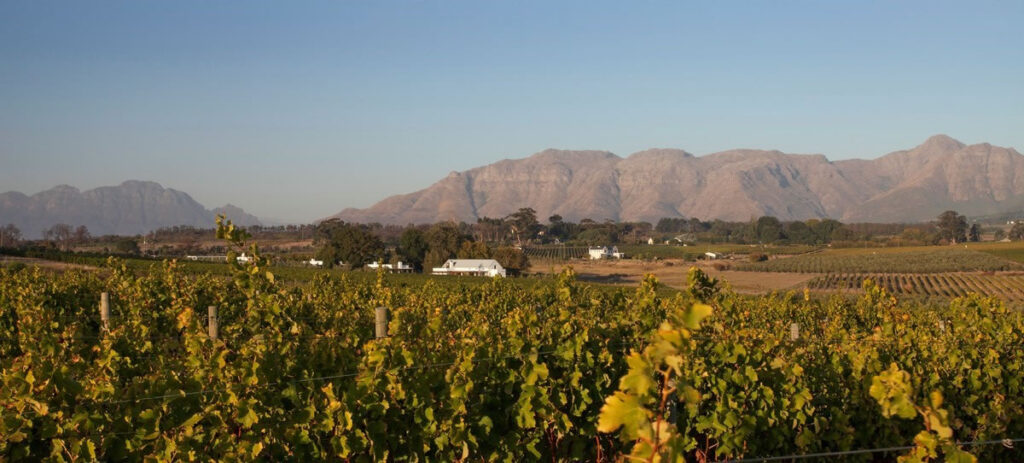 Foothills Vineyard